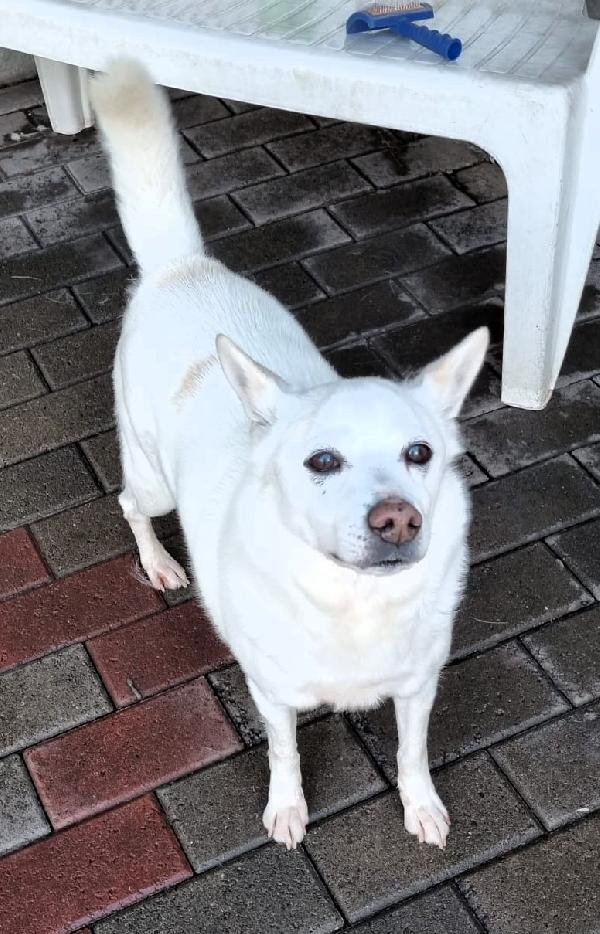 FOX CAGNOLINO CANDIDO Foto 9